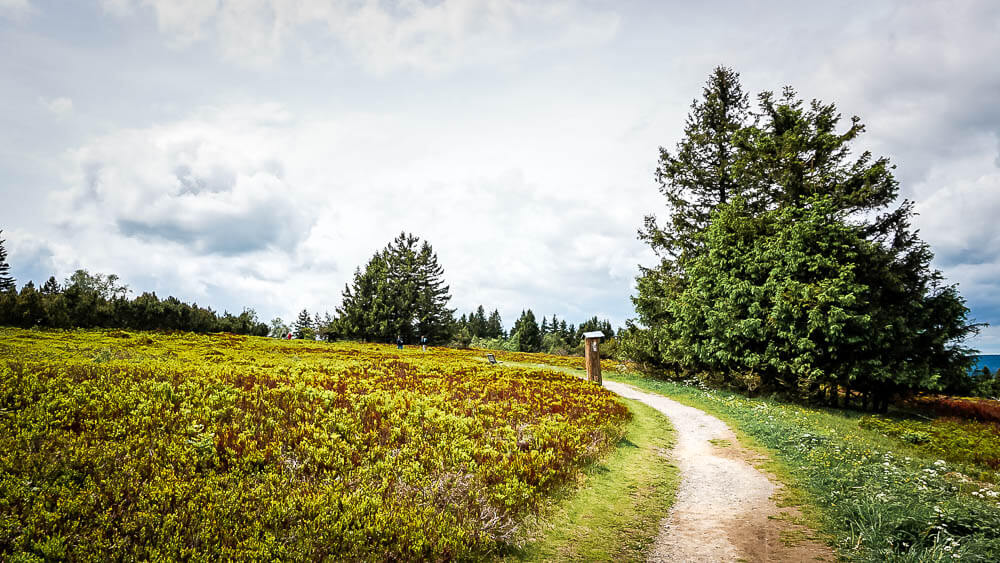 Pfad in der Hochheide auf dem Kahlen Asten im Sauerland