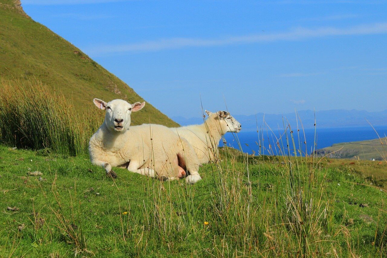 Schafe in der Graslandschaft der Isle of Skye