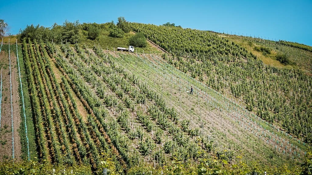 Winzer arbeitet in den Weinbergen des Kinheimer Rosenbergs an der Mosel