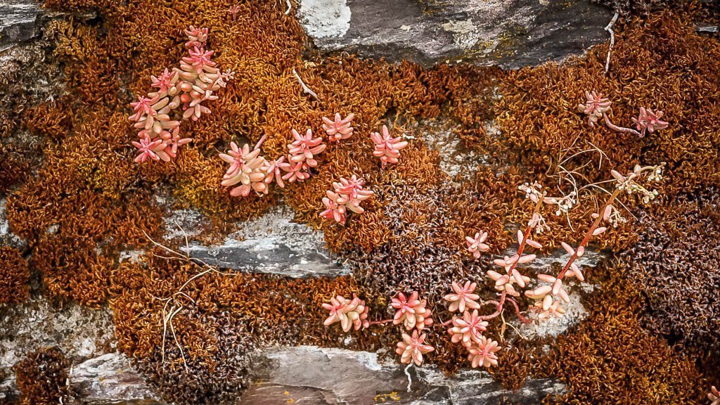 Flechten wachsen an den Mauern der Weinberge in Traben-Trarbach