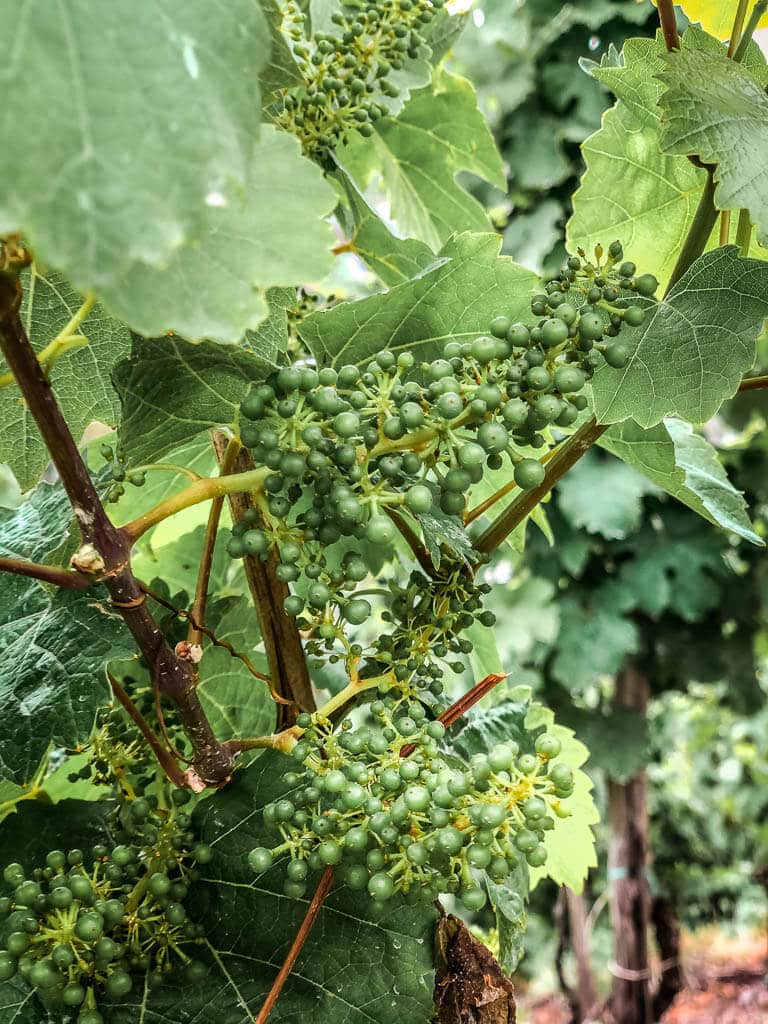 Bl&uuml;hende Weinrebe an der Mosel in Traben-Trarbach