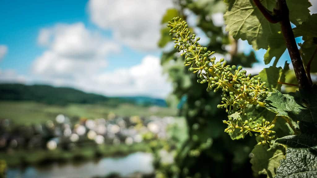 Weinrebe in Weinbl&uuml;te im Weinberg Kinheimer Rosenberg
