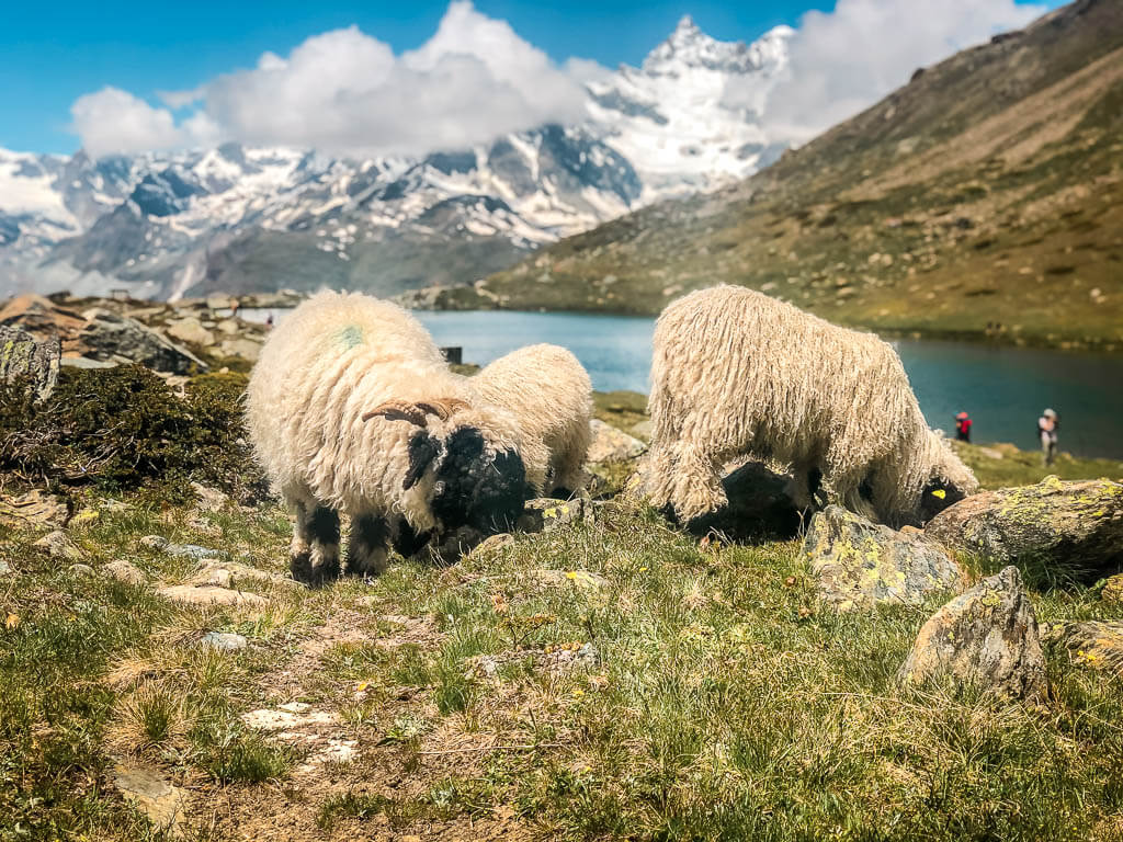 Walliser Schwarznasenschafe grasen am Stellisee in Zermatt