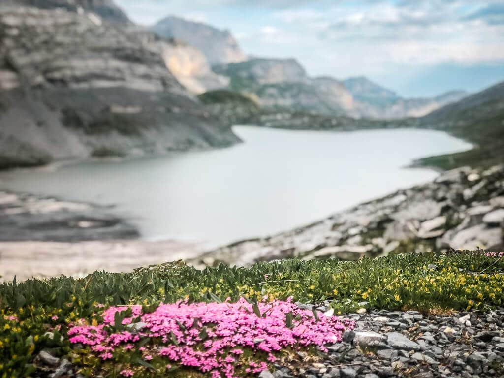 Alpenblumen am Daubensee in Leukerbad auf der Gemmi