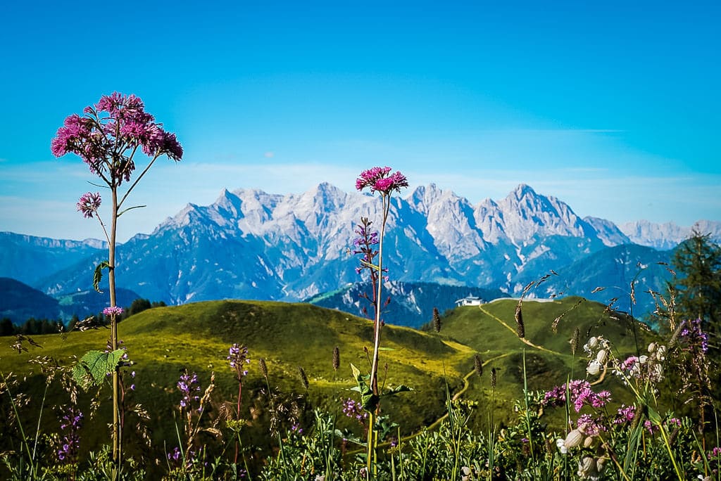 Wildblumen auf dem Waiwi-Wanderweg zum Wildseeloderhaus mit Blick auf die Loferer und Leoganger Steinberge
