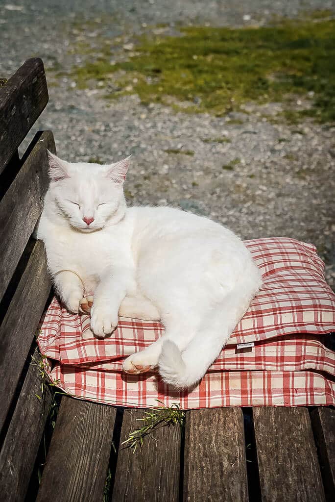 Schlafende Katze an der Wildalm in Fieberbrunn