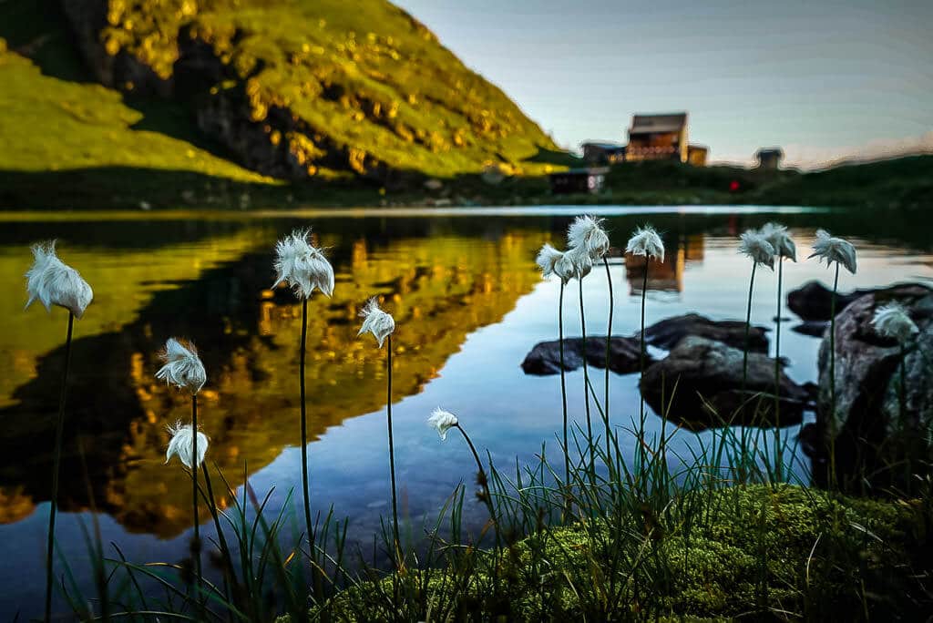 Wollgras und Wildsee am Wildseeloderhaus in Fieberbrunn
