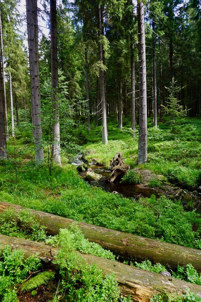 Wald und Wildnis beim Wandercoaching im Harz