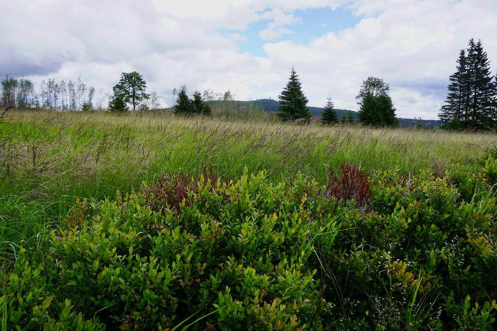 Wilde und unber&uuml;hrte Wiesenlandschaft beim Wandercoaching im Harz