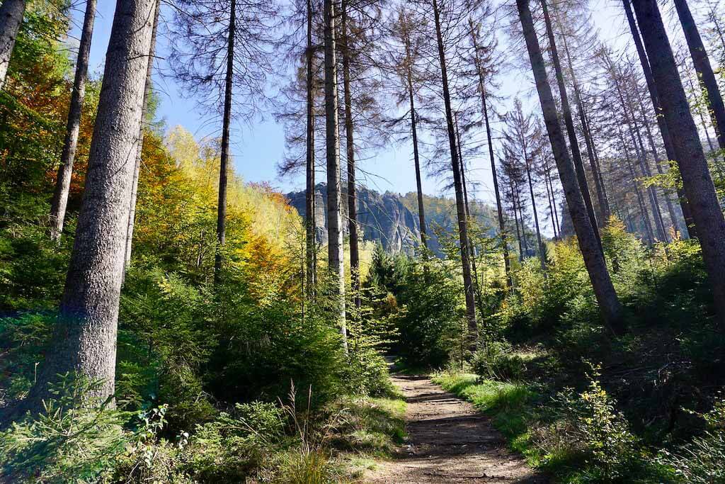 Einsamer Waldweg beim Wandercoaching in der S&auml;chsischen Schweiz