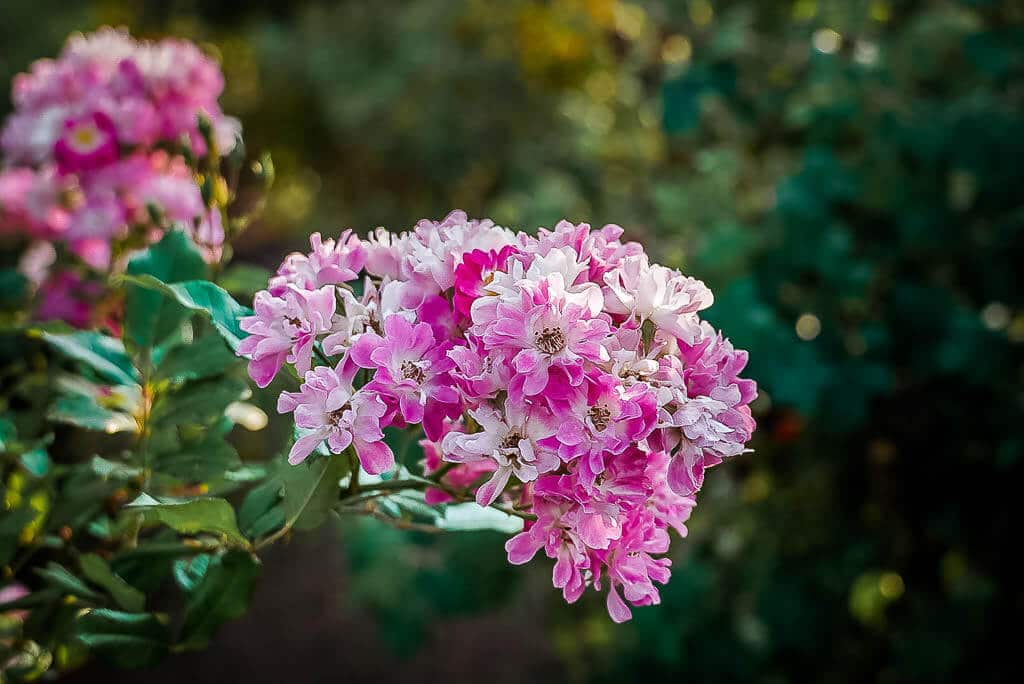 Eine der 8.600 Rosenarten im Europa Rosarium in Sangerhausen