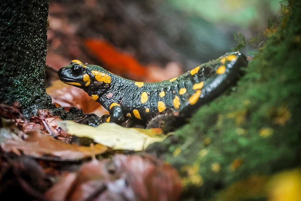 Feuersalamander auf der Wanderung von Meran zum Gardasee