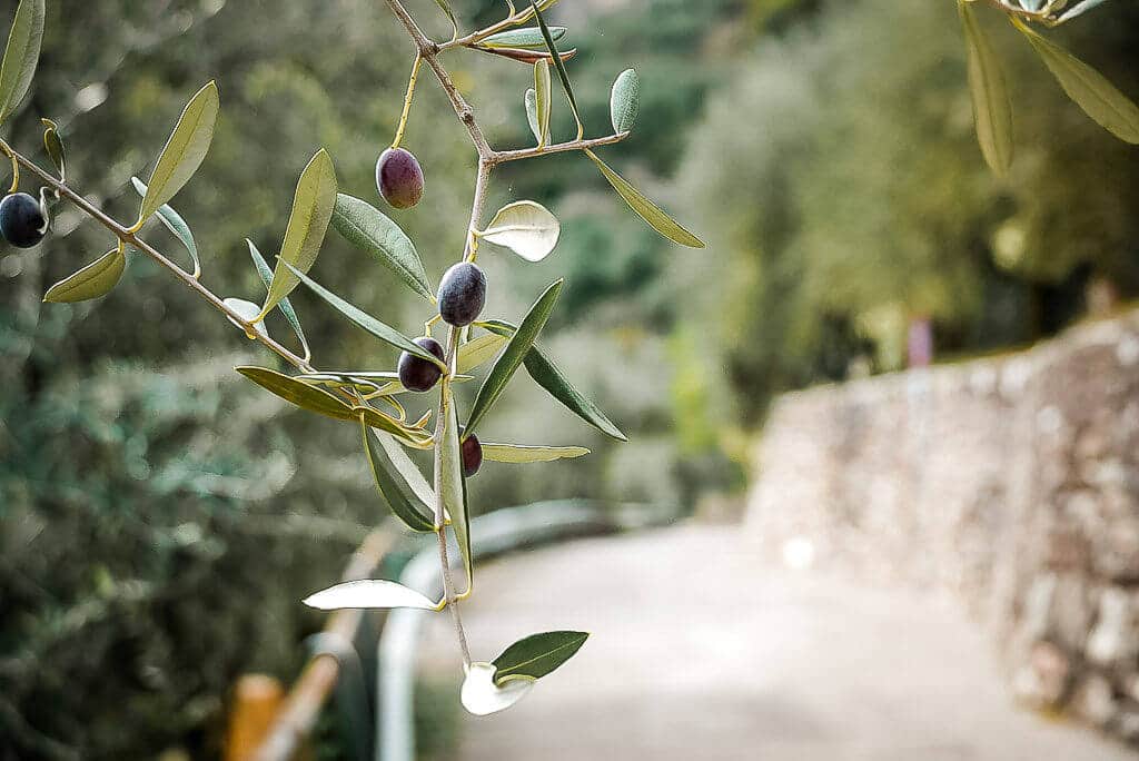 Oliven Nahaufnahme in einem Olivenhain auf dem Weg nach Riva Del Garda