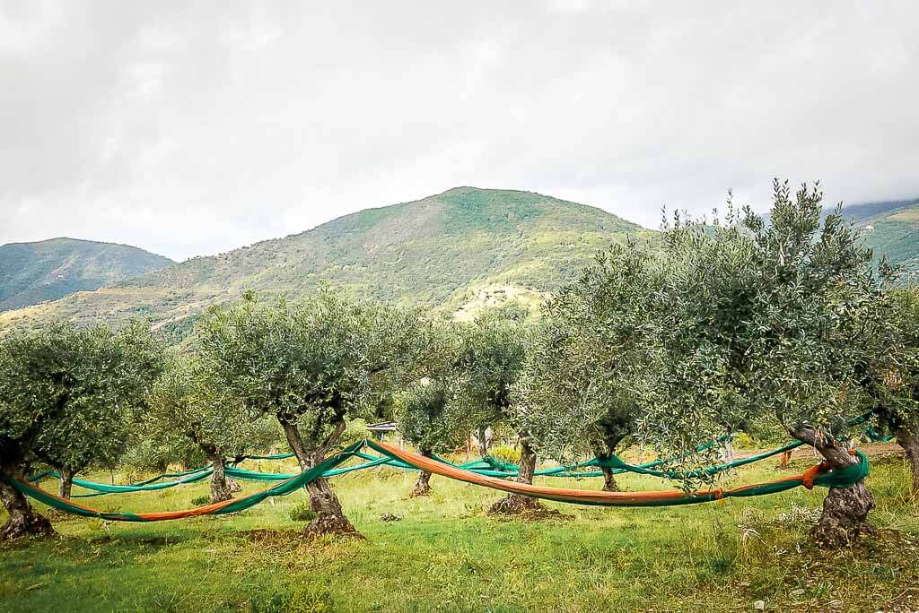 Olivenhaine im Hinterland des Cilento bei Casal Velino Paese