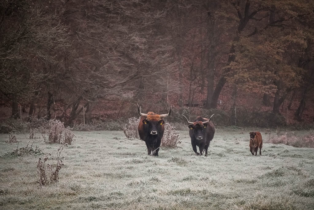 Auerochsen im Eiszeitlichen Wildgehege Neandertal