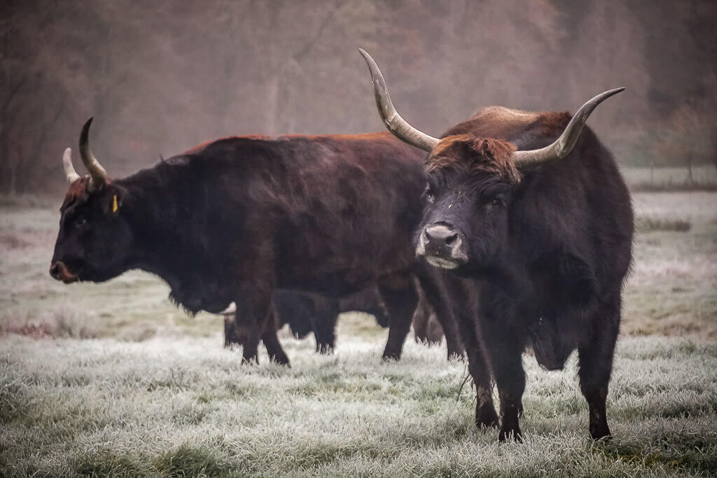 Auerochsen im Eiszeitlichen Wildgehege Neandertal