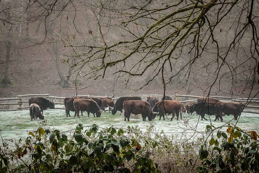 Herde Auerochsen im Eiszeitlichen Wildgehege Neandertal