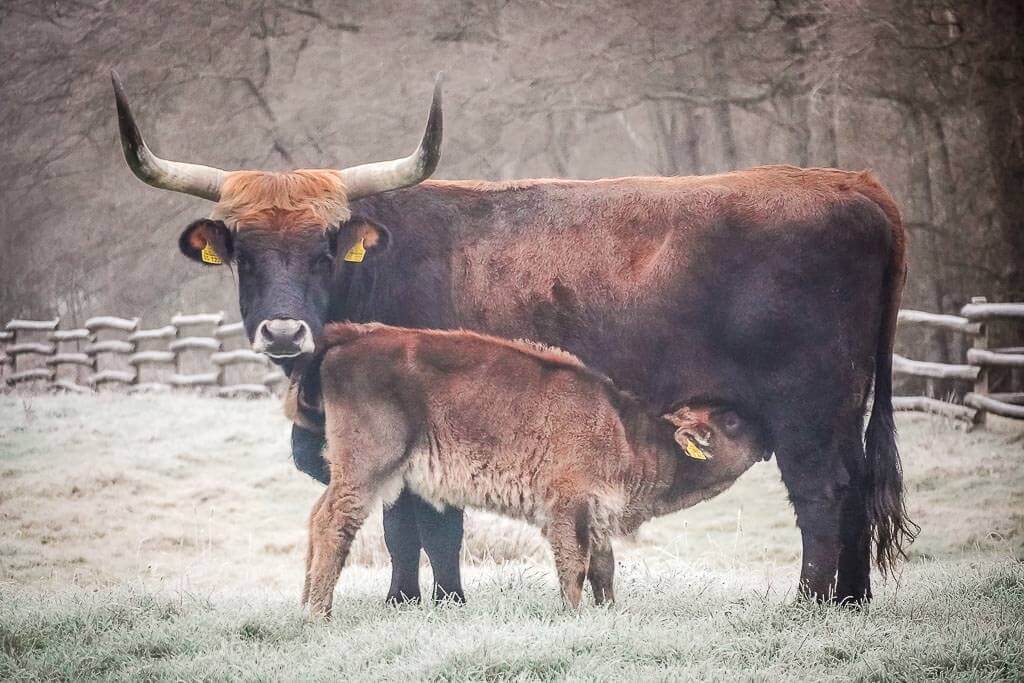 Auerochse mit Kalb im Eiszeitlichen Wildgehege Neandertal