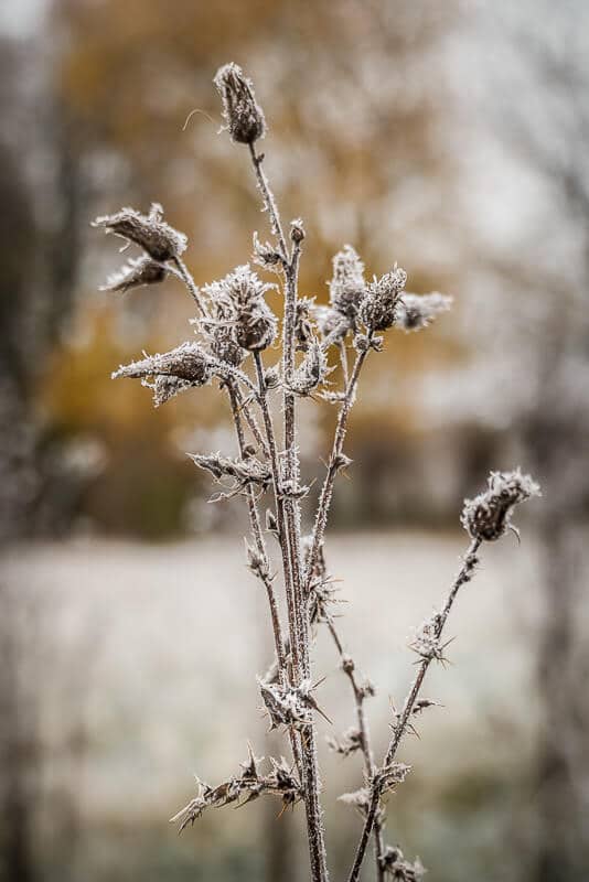 Gefrorene Gr&auml;ser beim Wandern im Neandertal