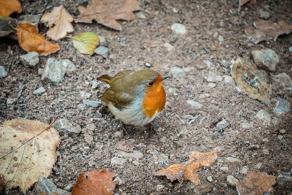Rotkehlchen im Neandertal bei Mettmann
