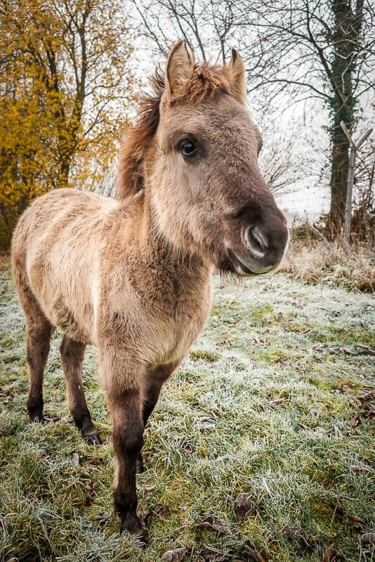 Tarpan Fohlen im Eiszeitlichen Wildgehege Neandertal