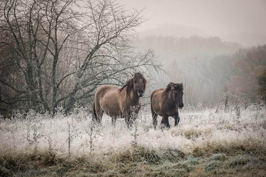 Tarpane im Eiszeitlichen Wildgehege Neandertal