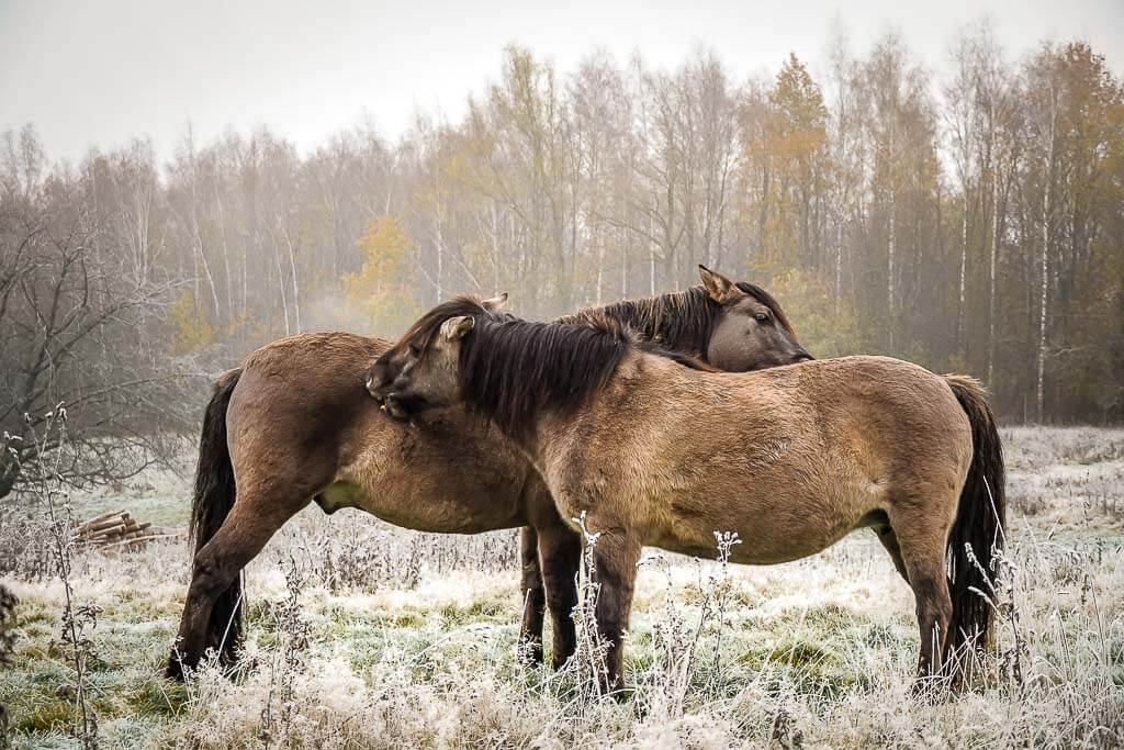 Zwei Tarpane kuscheln im Eiszeitlichen Wildgehege Neandertal