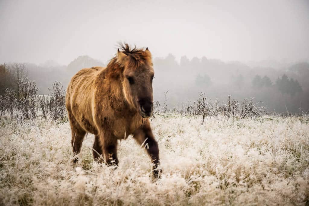 Tarpan l&auml;uft auf mit Raureif &uuml;berzogener Wiese im Wildgehege Neandertal