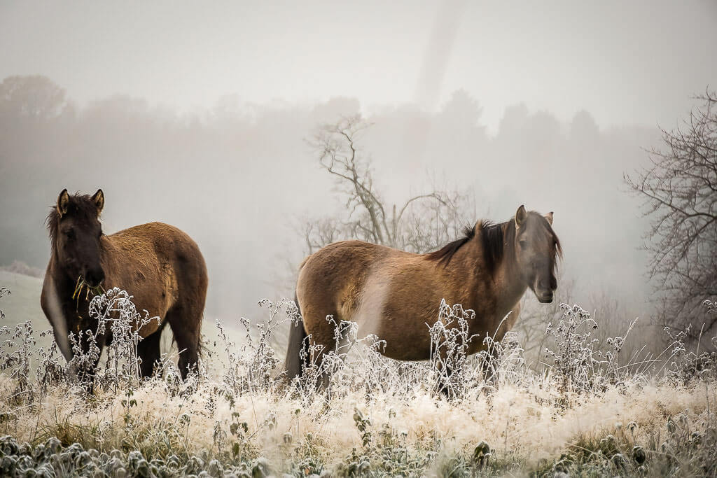 Tarpane auf den mit Raureif &uuml;berzogenen Wiesen