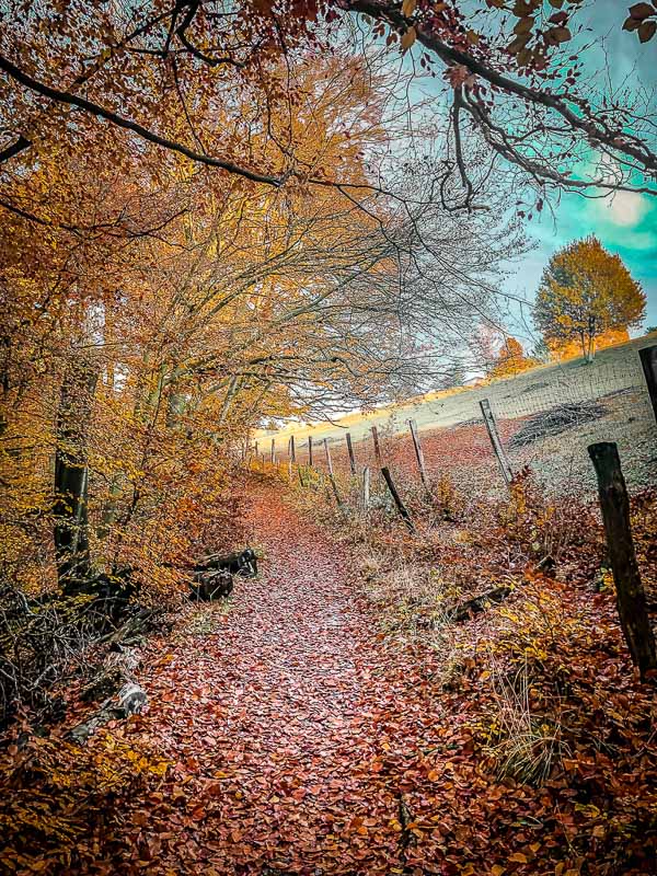 Herbstlicher Wanderweg beim Wandern rund um das Eiszeitliche Wildgehege im Neandertal