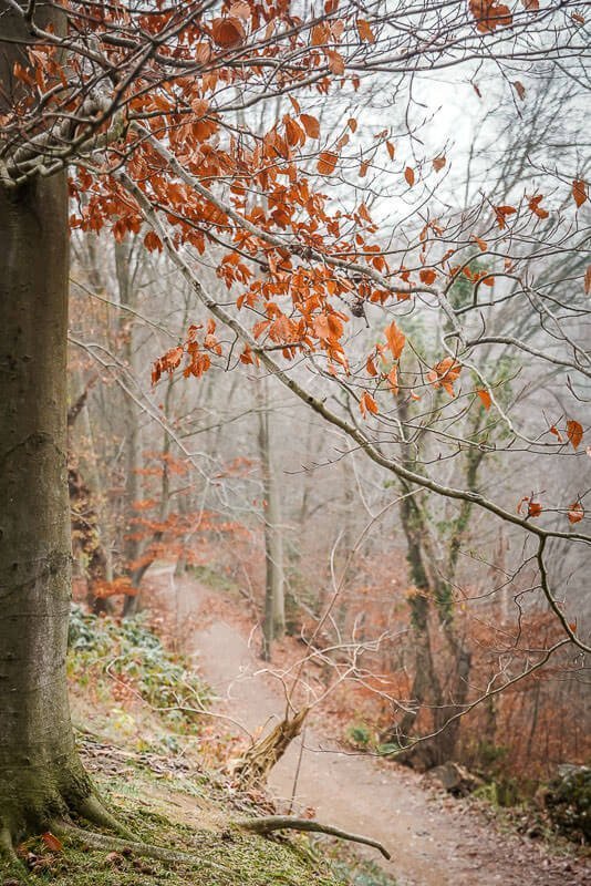 Eiszeitliches Wildgehege Neandertal in Mettmann - Wanderweg