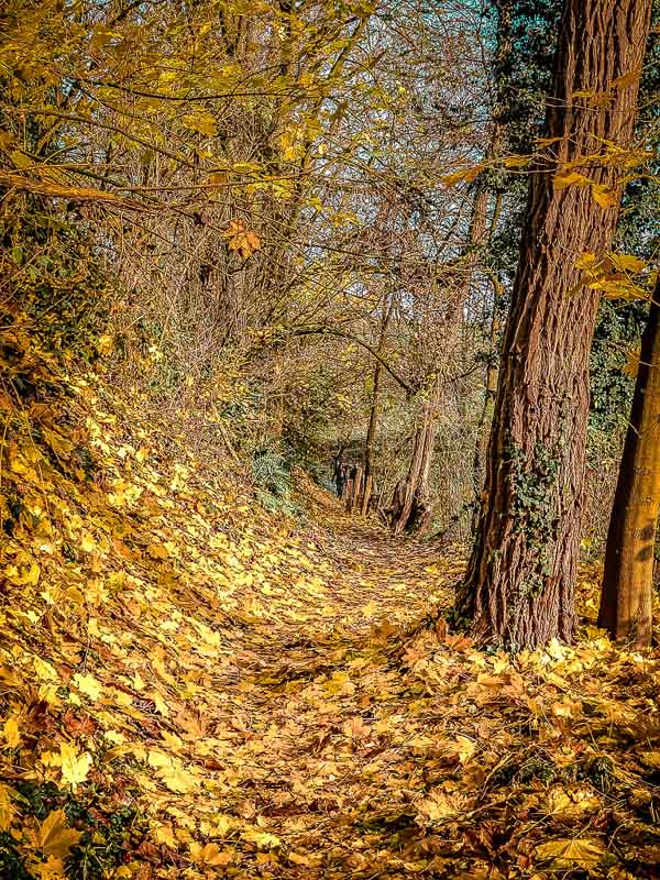 Herbstlicher Wanderweg beim Wandern um das Eiszeitliche Wildgehege Neandertal
