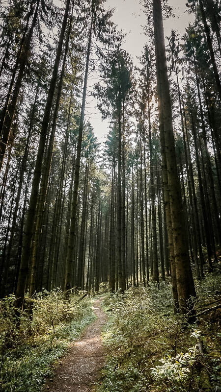 Bergisches Land Wandern bei Altenberg auf einem Waldweg