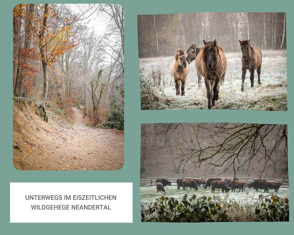 Wandern Bergisches Land Eiszeitliches Wildgehege Neandertal