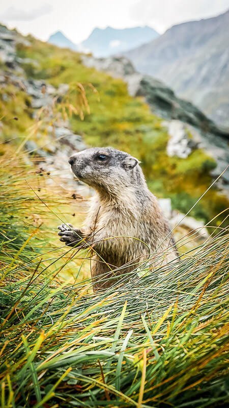 Murmeltier in der Grossglockner Region an der Franz Josefs H&ouml;he