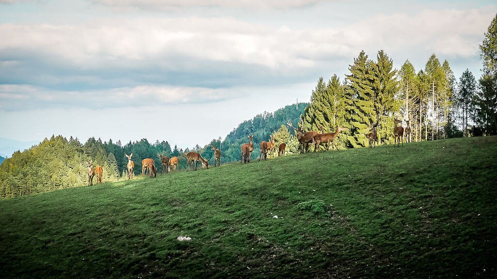 Wild und Hirsch im Wildgehege der Baumgartnerh&ouml;he in K&auml;rnten