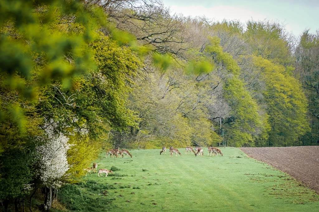 Damwild auf der Waldlichtung am Ostseefjord Schlei