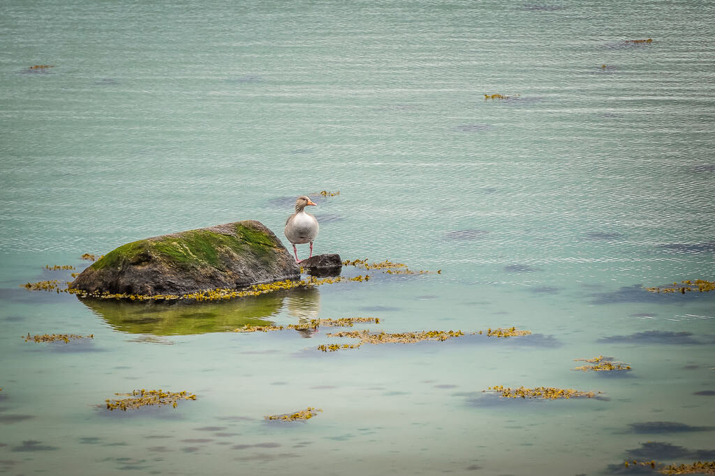 Ente an der Schleim&uuml;ndung bei Maasholm