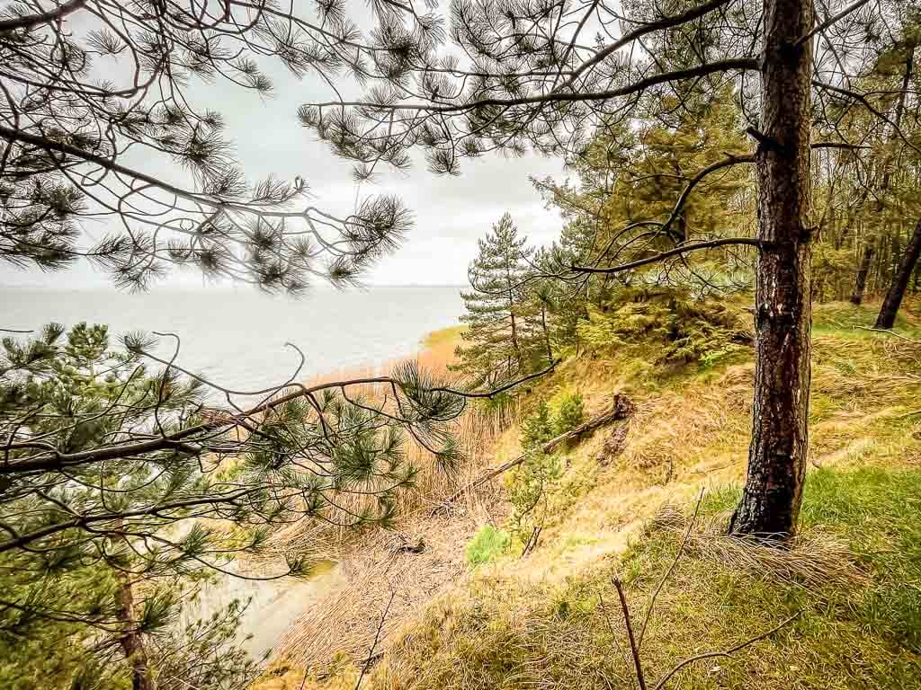 Wald an der Steilk&uuml;ste von Missunde bei Weseby am Ostseefjord Schlei