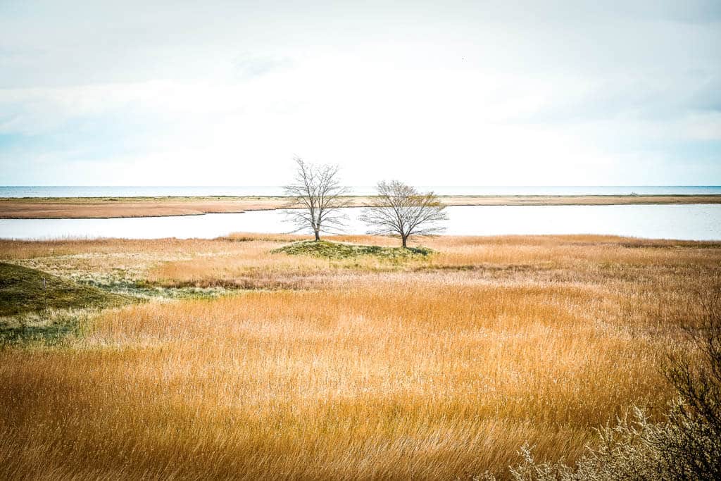 Salzwiesen und B&auml;ume am Ostseefjord Schlei bei Maasholm