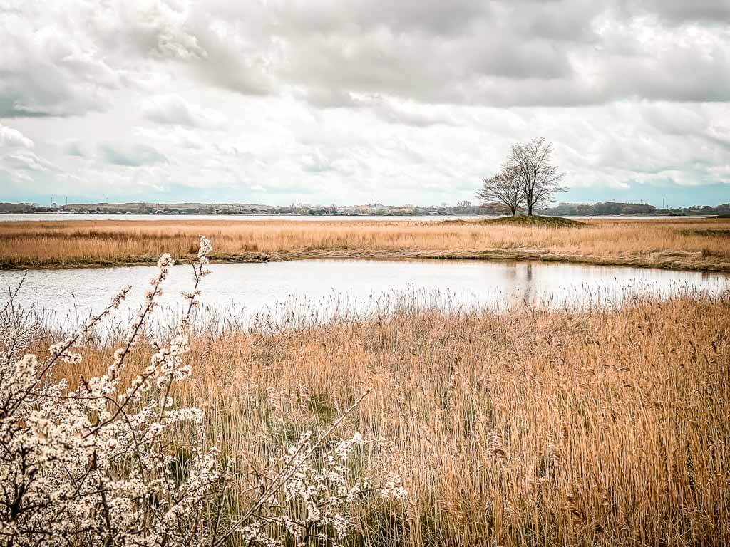 Landschaft Idylle mit Salzwiesen im Naturschutzgebiet Oehe-Schleim&uuml;nde