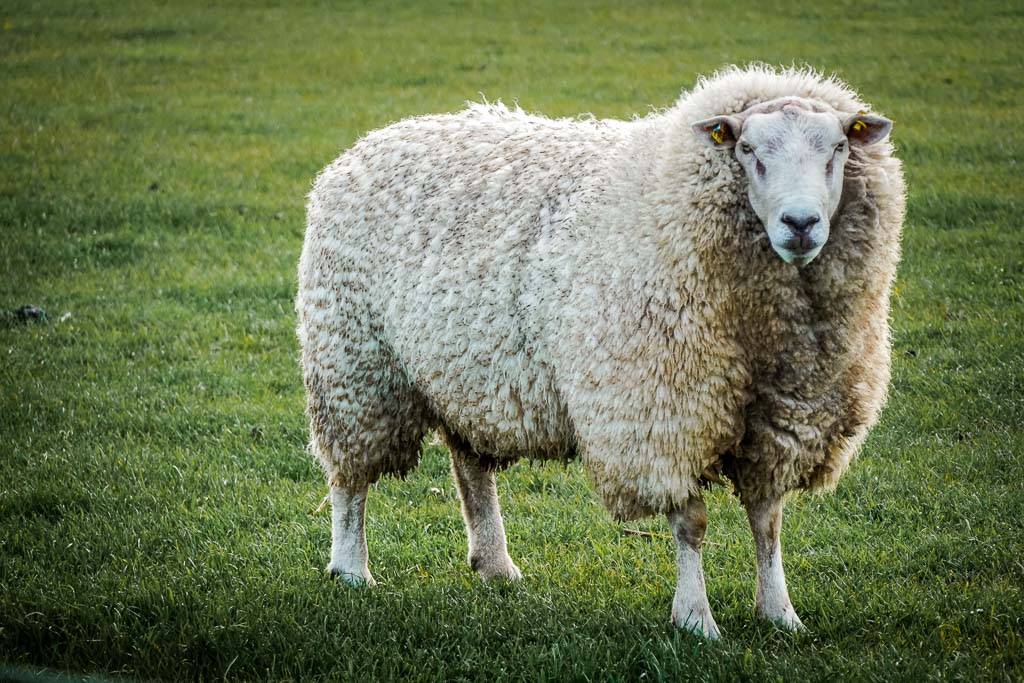 Schaf am Ostseefjord Schlei