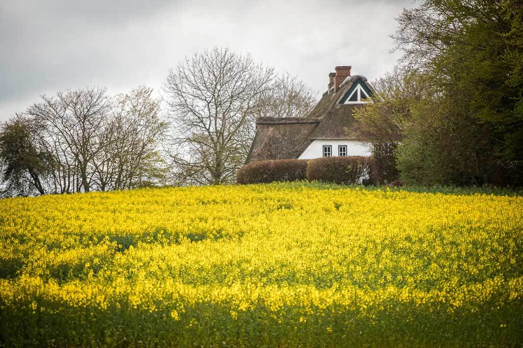 Reetdachhaus am Rapsfeld bei Rabelsund am Ostseefjord Schlei