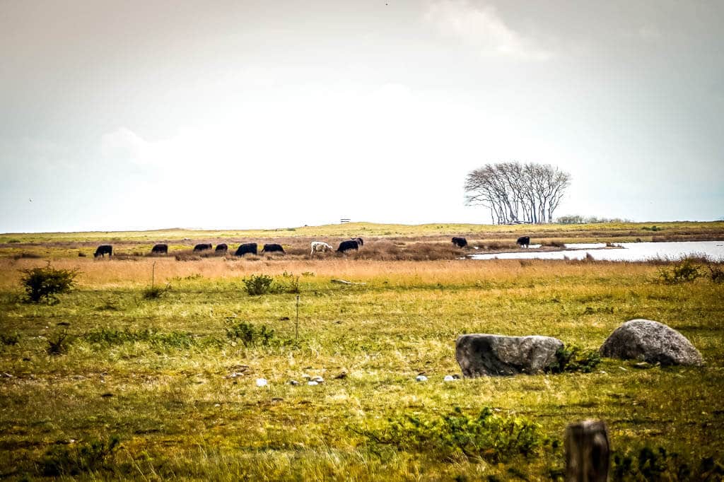 Wasserb&uuml;ffel weiden im Naturschutzgebiet Schleim&uuml;nde bei Maasholm.