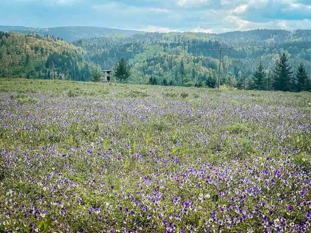 Veilchenwiese und Wald auf dem Frankenwaldsteigla K&ouml;deltour