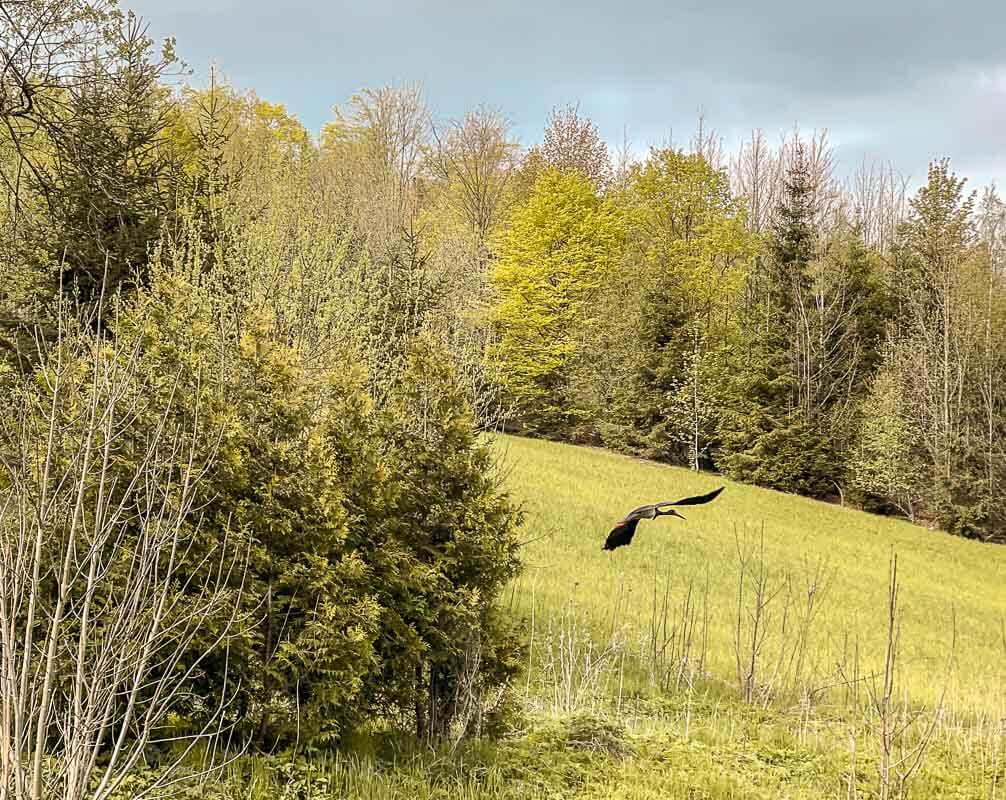 Frankenwald Wandern - Schwarzstorch fliegt &uuml;ber die Wiesen bei Geroldsgr&uuml;n