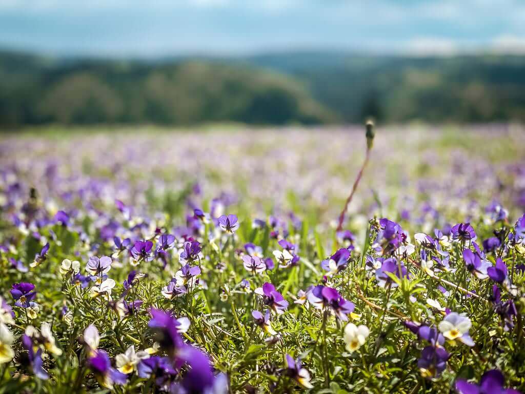 Wiese voller Veilchen auf dem FrankenwaldSteigla K&ouml;deltour bei Nurn