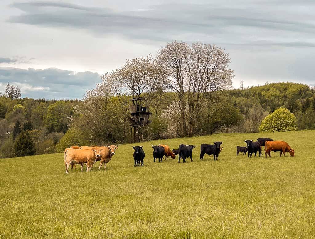 K&uuml;he auf dem FrankenwaldSteigla 12 Apostel Weg bei Geroldsgr&uuml;n