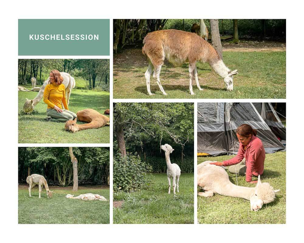 Couchflucht beim Zelten auf der Alpaka Weide bei Daniels Kleiner Farm