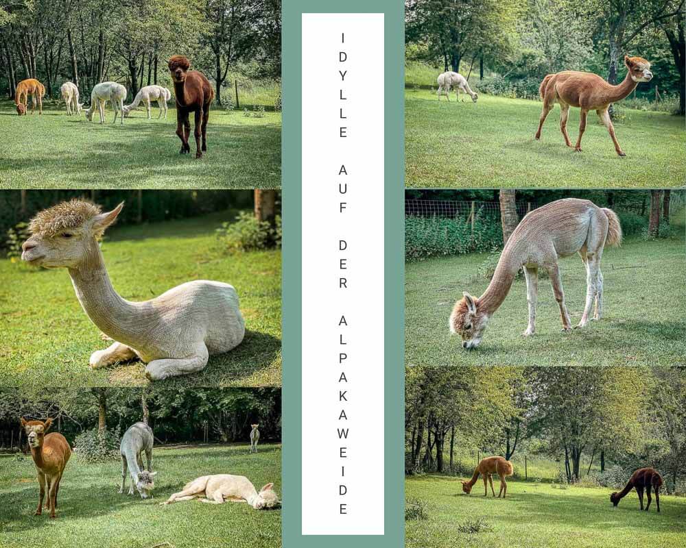 Idylle auf der Alpaka Weide bei Daniels Kleiner Farm